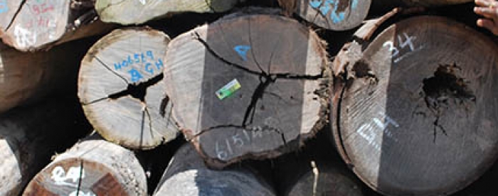 Report available: Dutch consultation meeting on EU FLEGT Action Plan and Timber Regulation