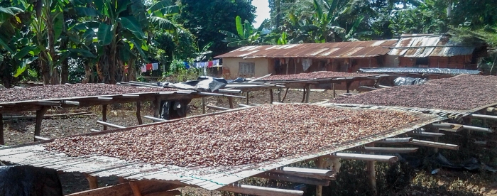 Agroforestry is the key to higher yields and longevity of  cocoa trees, according to Ghanaian cocoa farmer