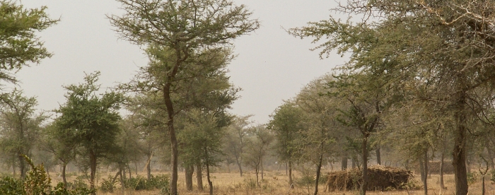 Farmer managed natural regeneration in Niger: the state of knowledge