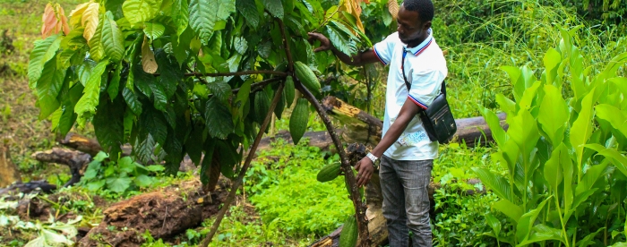 Farmers embrace cocoa agroforestry within community forest concessions in Bafwasende, DR Congo