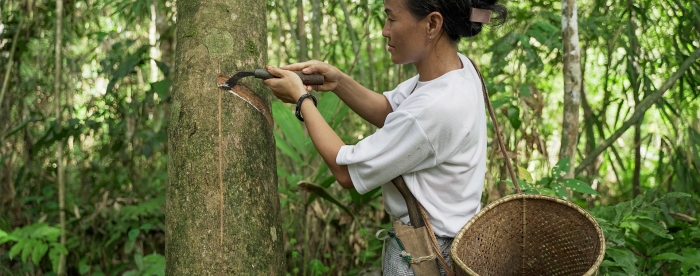 Revitalizing rubber agroforestry in West Kalimantan, Indonesia