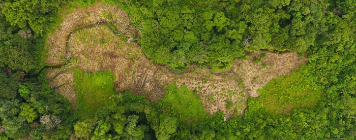 SUB: Shifting cultivation plot in Mekar Raya village, Ketapang, Indonesia - Irpan Lamago.JPG